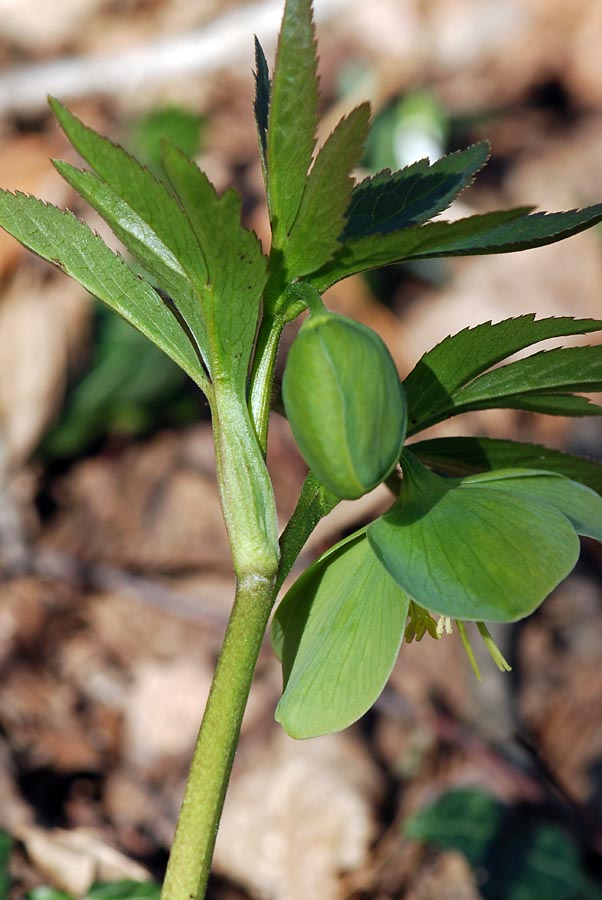 Helleborus viridis  / Elleboro verde